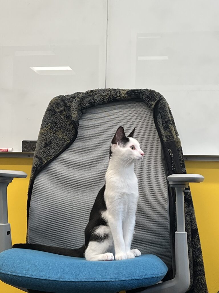 4 Favorite Memories From My Junior Year