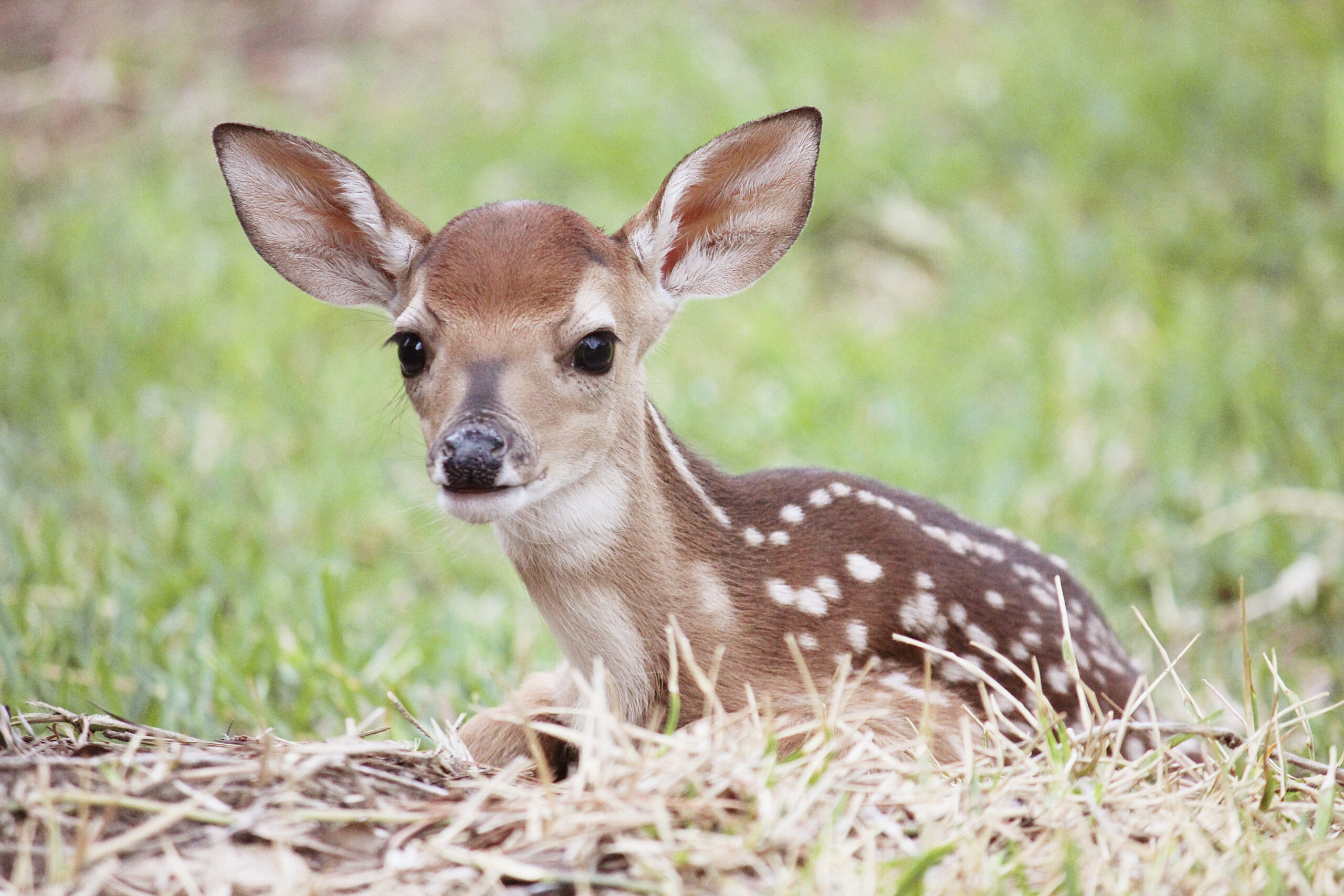 A Letter to a Rural Student