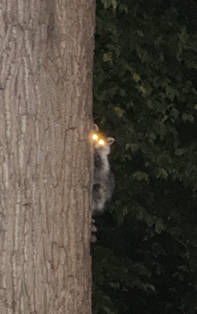 Everyone loves "Hop Fox," but I prefer "Hop Raccoon."