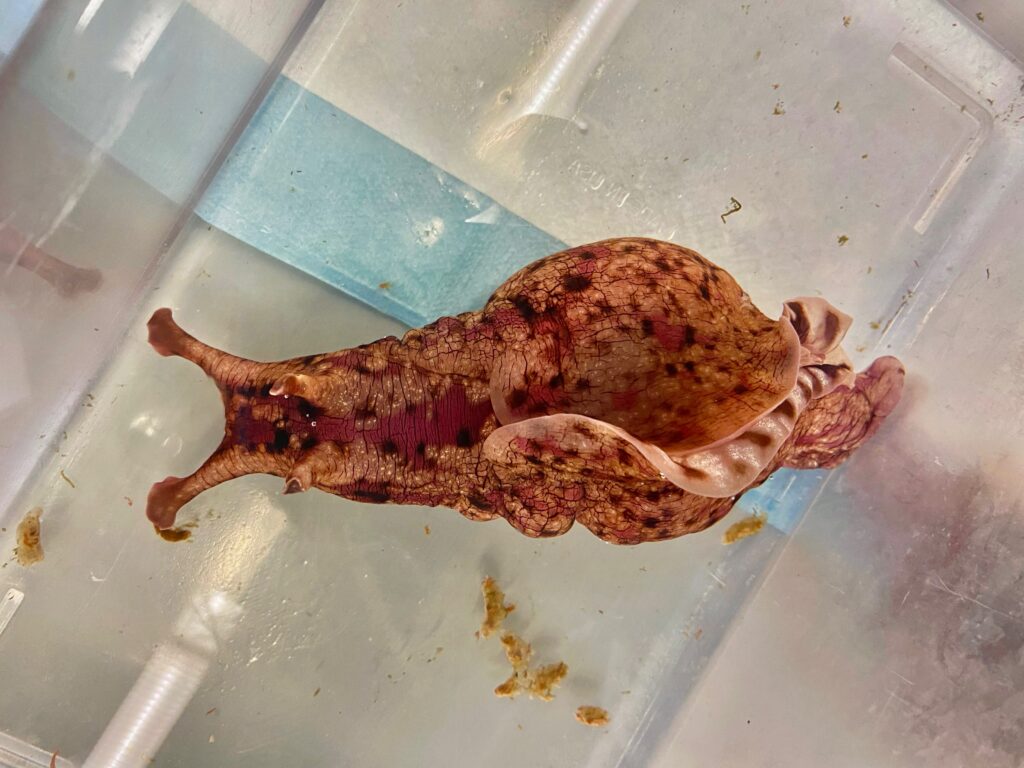 Sheep Brains and Sea Slugs: What Neuro Lab Is Really Like