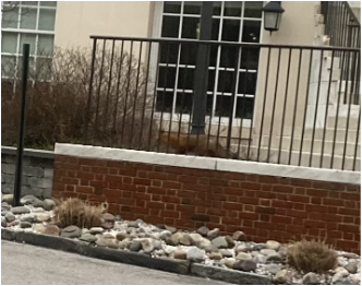 Looking for the Homewood red fox